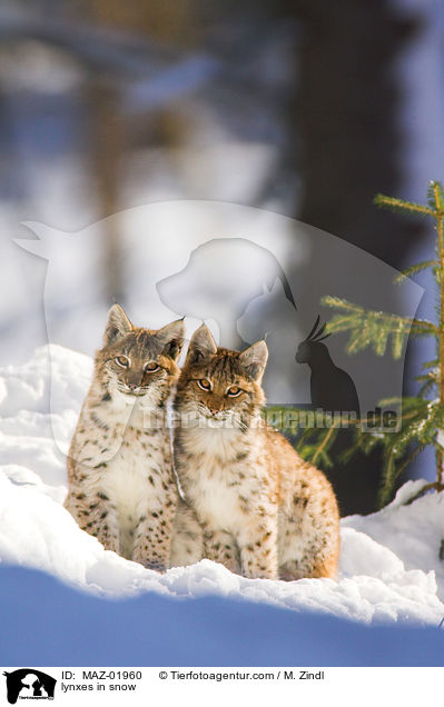 Luchse im Schnee / lynxes in snow / MAZ-01960