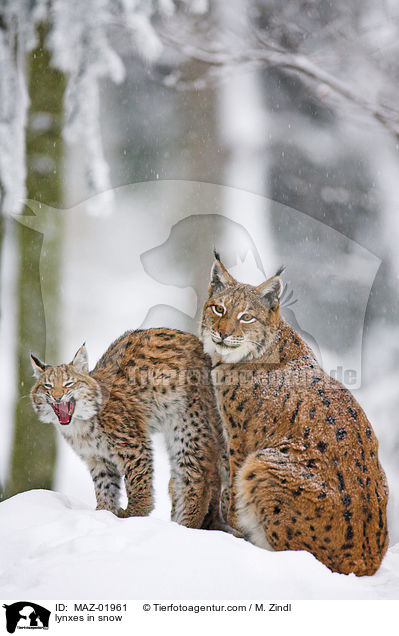 lynxes in snow / MAZ-01961