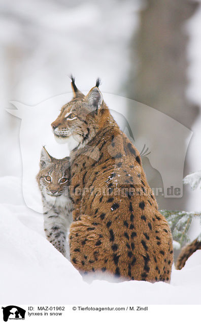 lynxes in snow / MAZ-01962