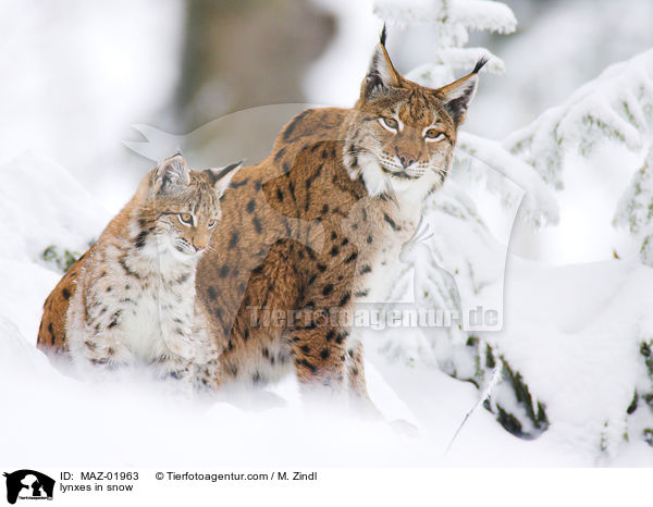 Luchse im Schnee / lynxes in snow / MAZ-01963