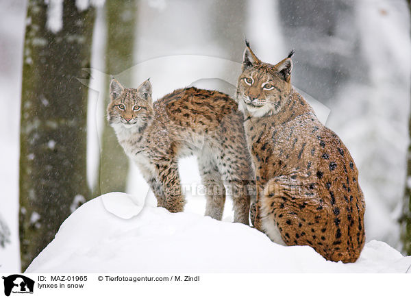 lynxes in snow / MAZ-01965
