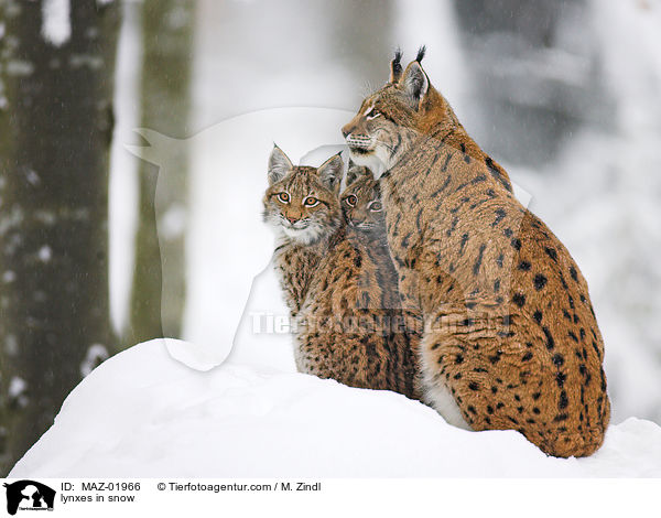 Luchse im Schnee / lynxes in snow / MAZ-01966