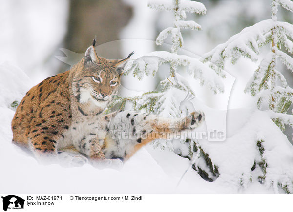 Luchs im Schnee / lynx in snow / MAZ-01971
