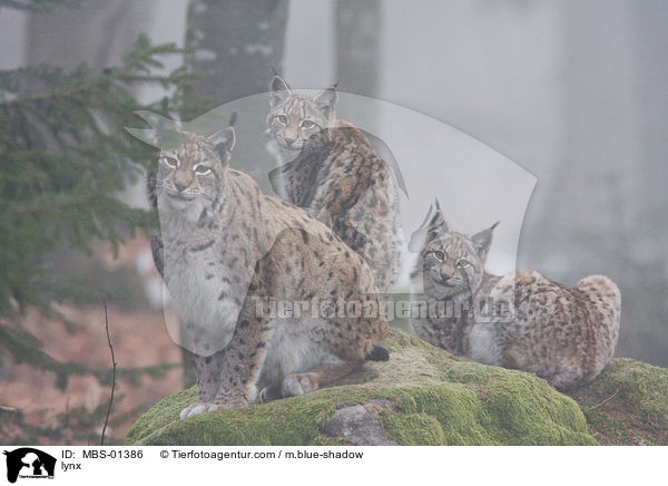 Luchs / lynx / MBS-01386