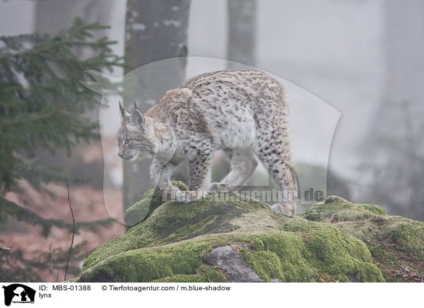 Luchs / lynx / MBS-01388