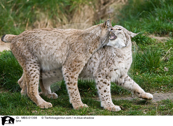 lynx / MBS-01398