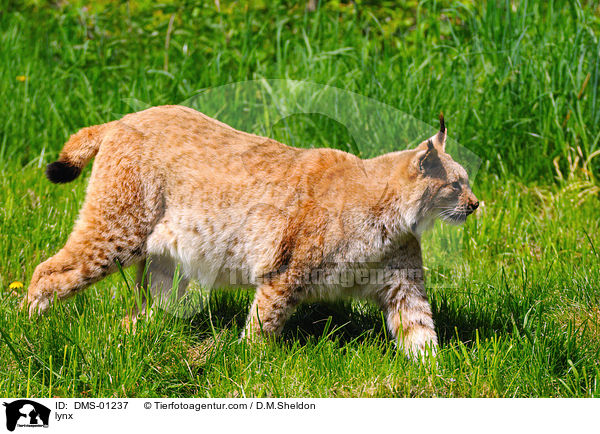 lynx / DMS-01237