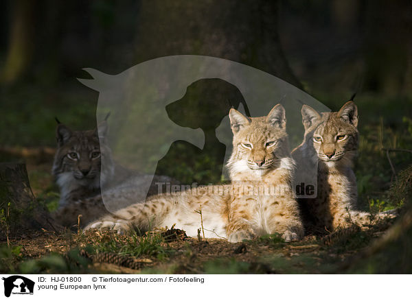 junge Europ�ische Luchse / young European lynx / HJ-01800