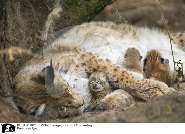 Europische Luchse / European lynx / HJ-01823