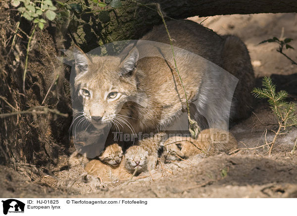 Europische Luchse / European lynx / HJ-01825