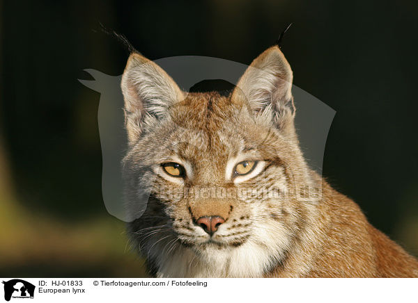European lynx / HJ-01833