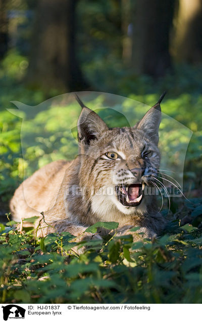 Europischer Luchs / European lynx / HJ-01837