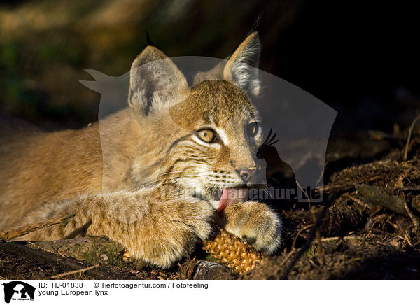 junger Europ�ischer Luchs / young European lynx / HJ-01838