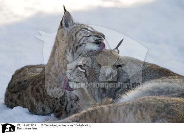 European lynx / HJ-01852
