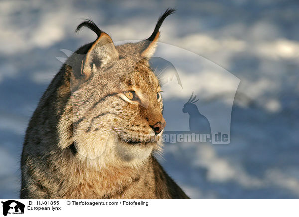 European lynx / HJ-01855