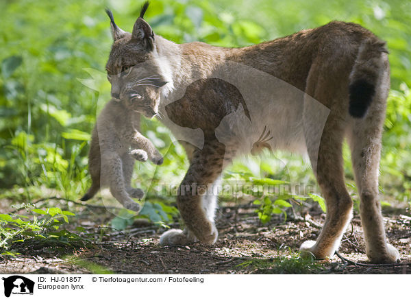 European lynx / HJ-01857