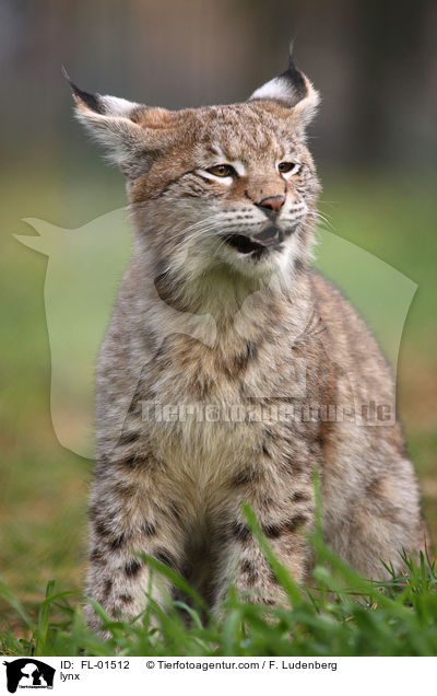 lynx / FL-01512