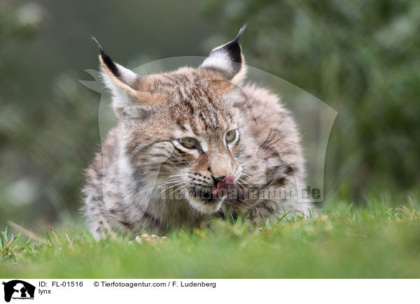 Luchs / lynx / FL-01516