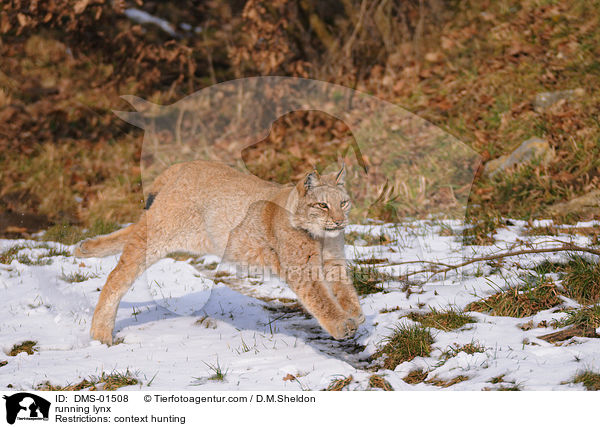 running lynx / DMS-01508