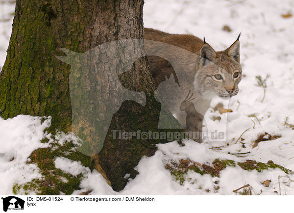 lynx / DMS-01524