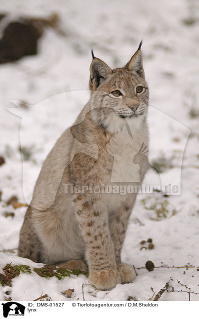 Luchs / lynx / DMS-01527