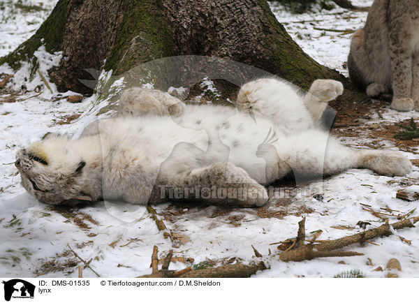 lynx / DMS-01535