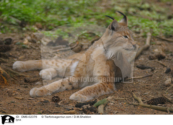 lynx / DMS-02376