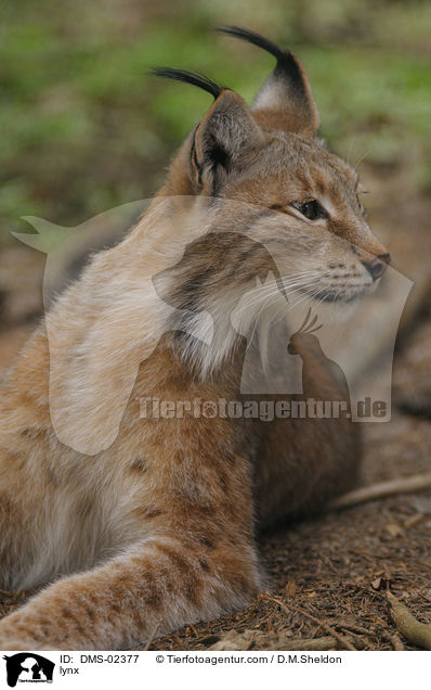 Luchs / lynx / DMS-02377