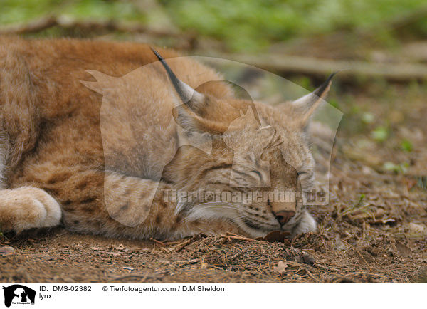 Luchs / lynx / DMS-02382