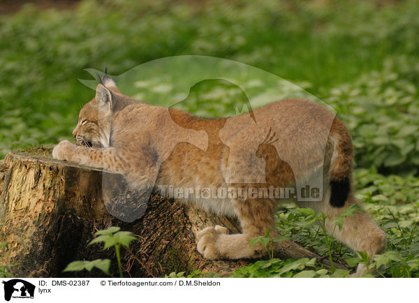 Luchs / lynx / DMS-02387