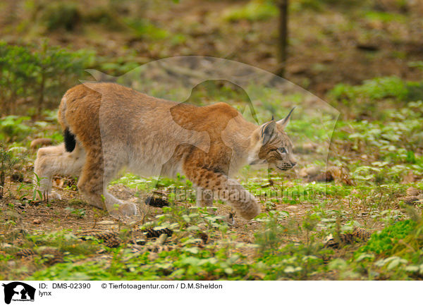 lynx / DMS-02390
