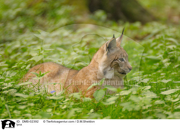 lynx / DMS-02392