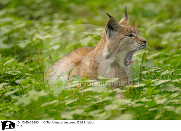 lynx / DMS-02393