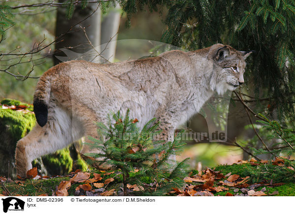 Luchs / lynx / DMS-02396