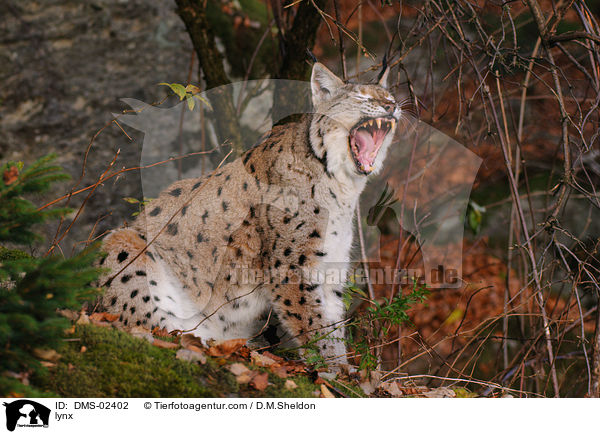 Luchs / lynx / DMS-02402