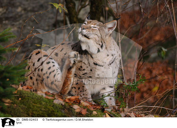 Luchs / lynx / DMS-02403