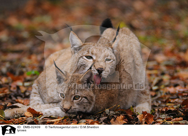 lynxes / DMS-02409