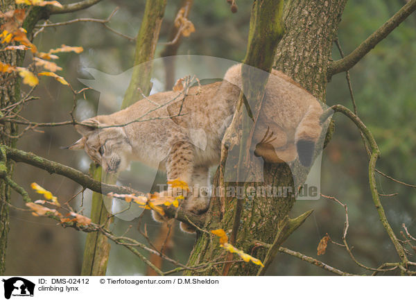 kletternder Luchs / climbing lynx / DMS-02412