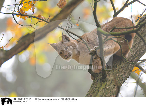 climbing lynx / DMS-02414