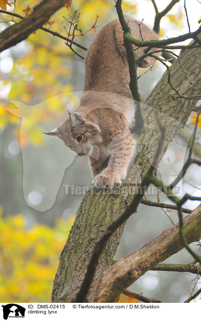 kletternder Luchs / climbing lynx / DMS-02415