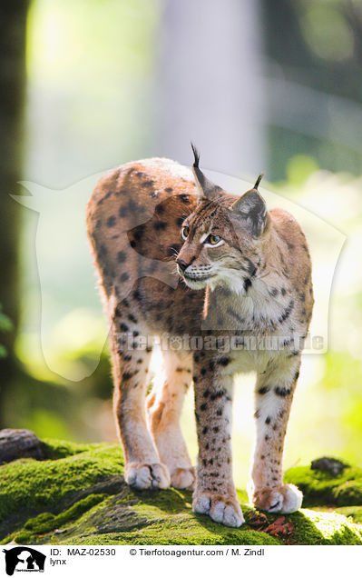 Luchs / lynx / MAZ-02530