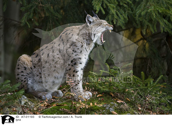 lynx / AT-01193