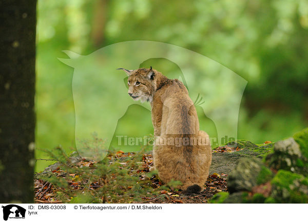 lynx / DMS-03008