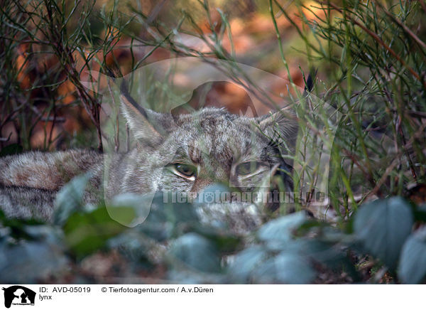 lynx / AVD-05019