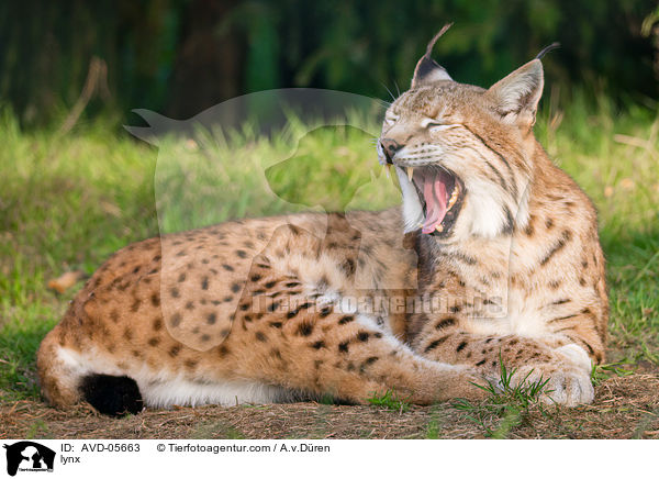 Luchs / lynx / AVD-05663
