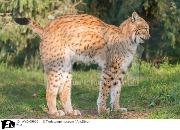 lynx / AVD-05666