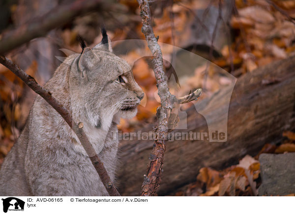 lynx / AVD-06165