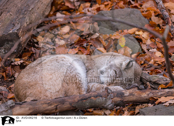 lynx / AVD-06216