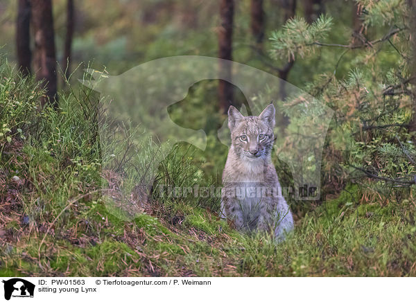 sitting young Lynx / PW-01563