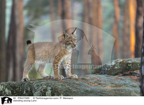 standing young Lynx / PW-01565